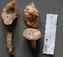 Lactarius uvidus image